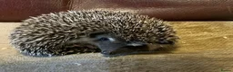 Pygmy Hedgehog rodents for sale: Pygmy Hedghogs mixed colours  - Advert 9