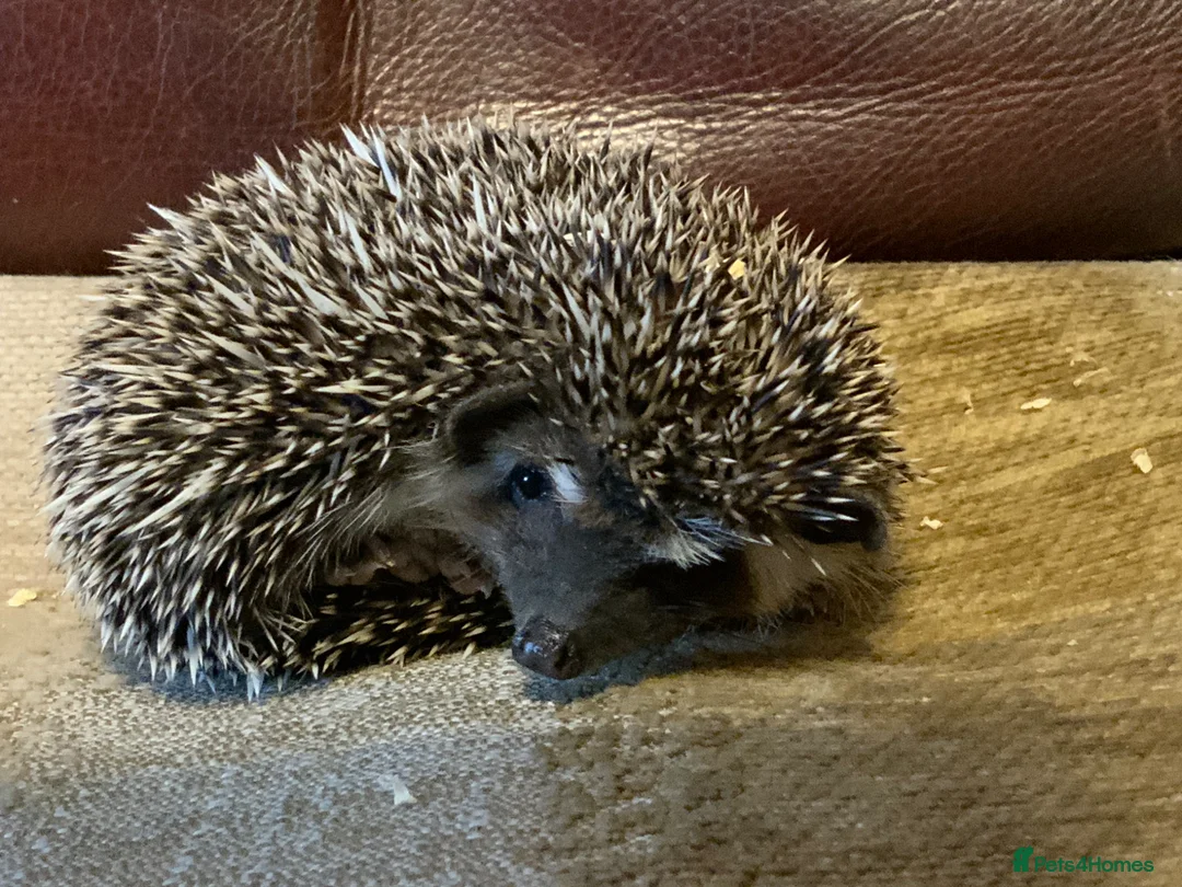 Pygmy Hedgehog rodents for sale: Pygmy Hedghogs mixed colours  - Advert 9
