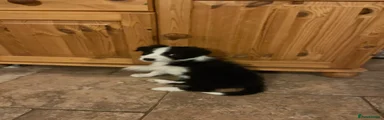 Border Collie Puppy 6