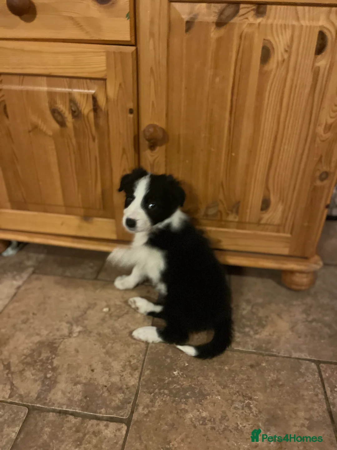 Border Collie dogs for sale: Border  collie pups. Mixed colours. - Advert 9
