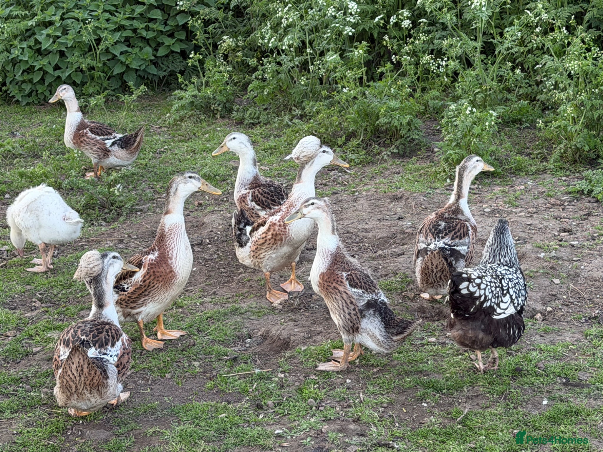 Ducks poultry Silver Appleyard LF - Advert 2