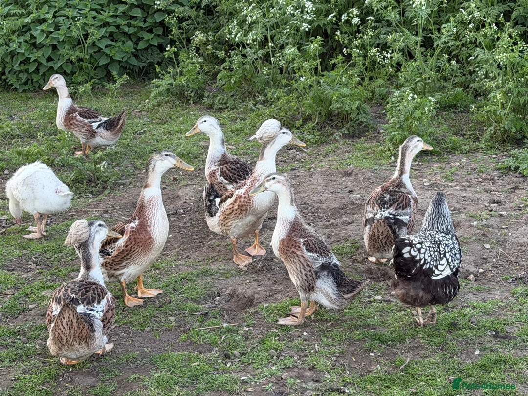 Ducks poultry for sale: Silver Appleyard LF - Advert 1