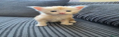 Maine Coon 1