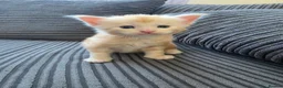 Maine Coon cats for sale: Maine coon kittens for sale  - Advert 5