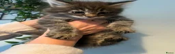 Maine Coon cats for sale: Maine Coon Mackerel Tabby Boy Left  - Advert 4