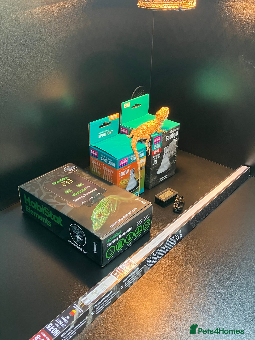 Bearded Dragon reptiles for sale: New Bearded Dragon Vivarium Setup Kits in Downham Market - Image 9