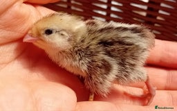 Quail poultry for sale: Snowflake Bobwhite Quail Chicks ~ Various Ages - Image 10