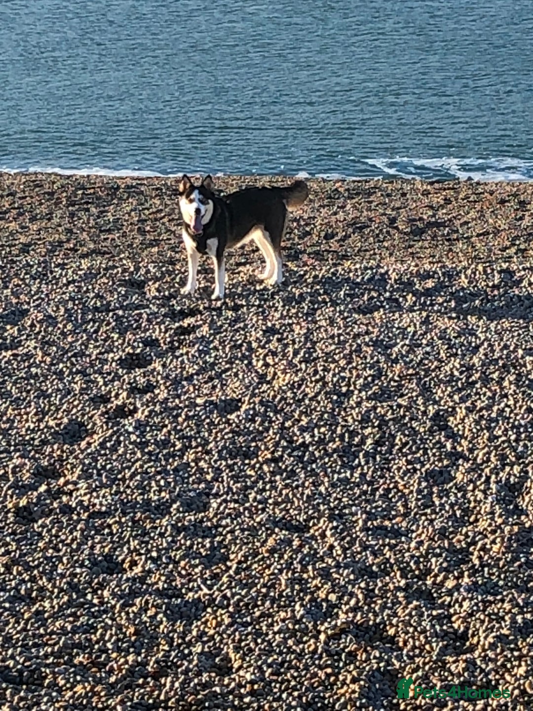 Mixed Breed dogs for sale: Husky cross - Advert 3