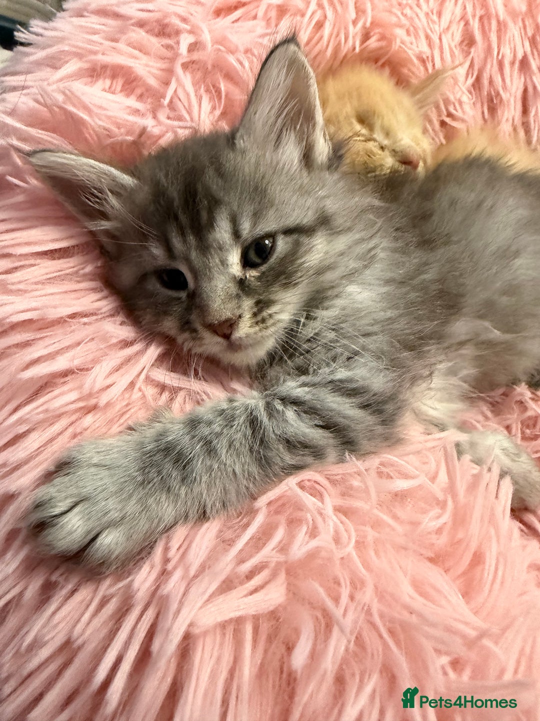 Maine Coon cats for sale: TICA REGISTERED MAINE COON KITTENS - Advert 25