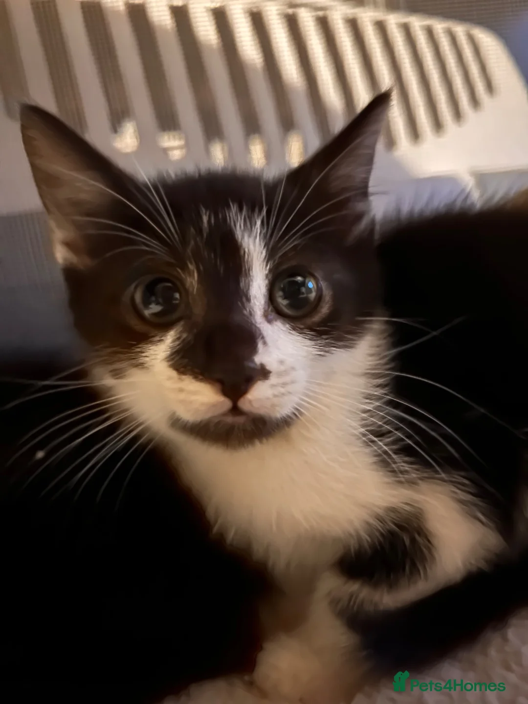 Mixed Breed cats for sale: half maine coon kittens🤍 - Advert 11