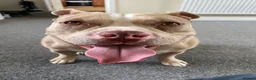 American Bully dogs for sale: Pocket bully bitch - Advert 7