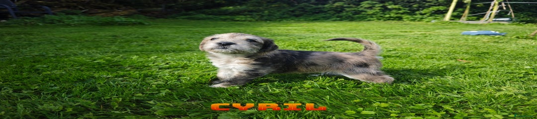 Cyril
