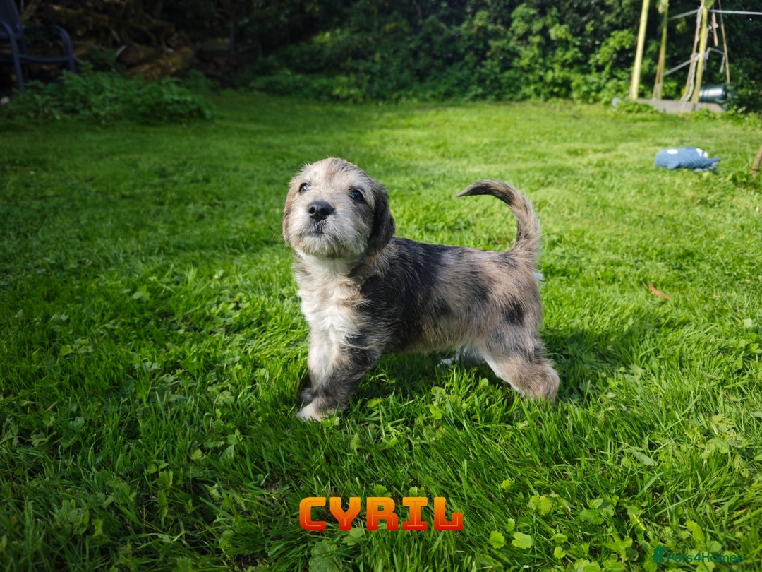 Mixed Breed dogs for sale: Parson Russell Cross Puppies  - Image 5