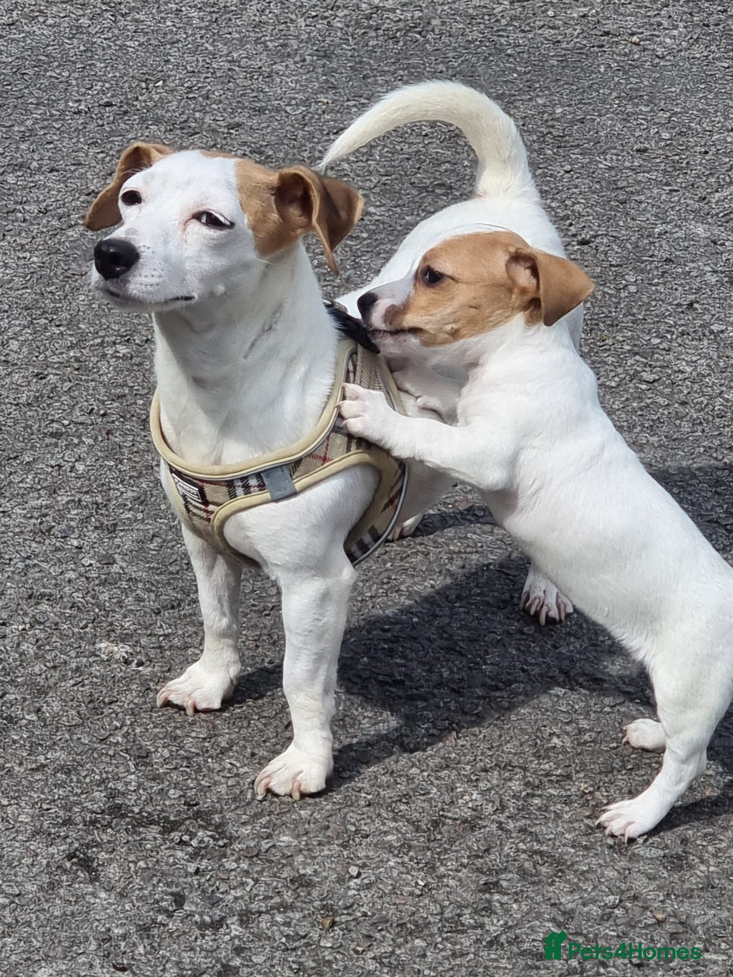 Jack Russell dogs Jack Russell  - Advert 8