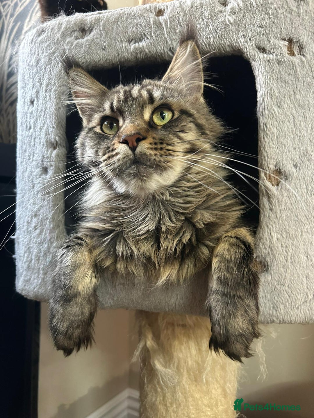 Maine Coon cats for sale: Very good price - Image 16