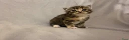Mixed Breed cats for sale: Persian and Exotic Persian cross kittens - Advert 5
