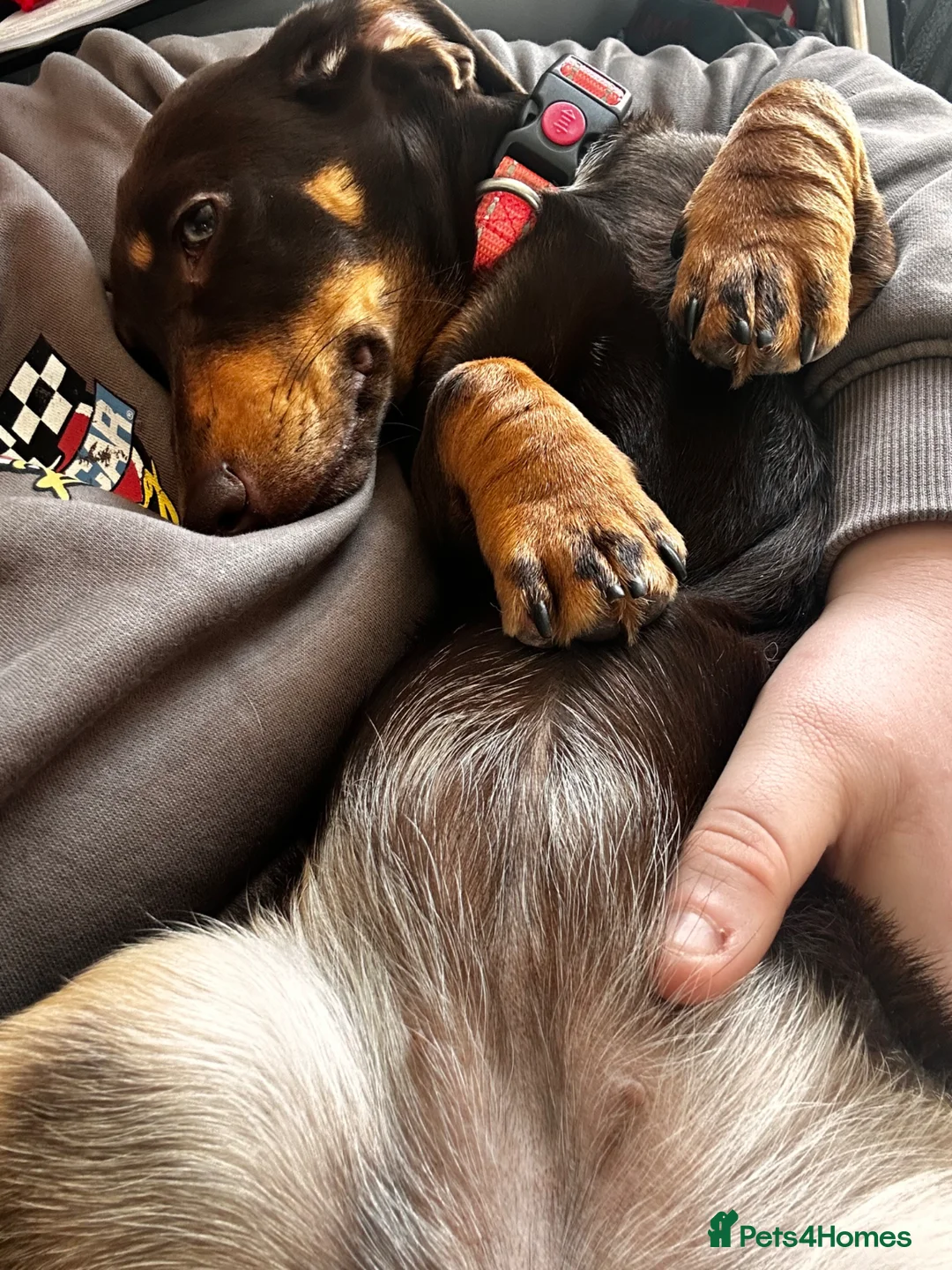 Dachshund dogs for sale: Coco the dog  in Torquay - Advert 1