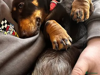 Dachshund dogs Coco the dog - Advert 5