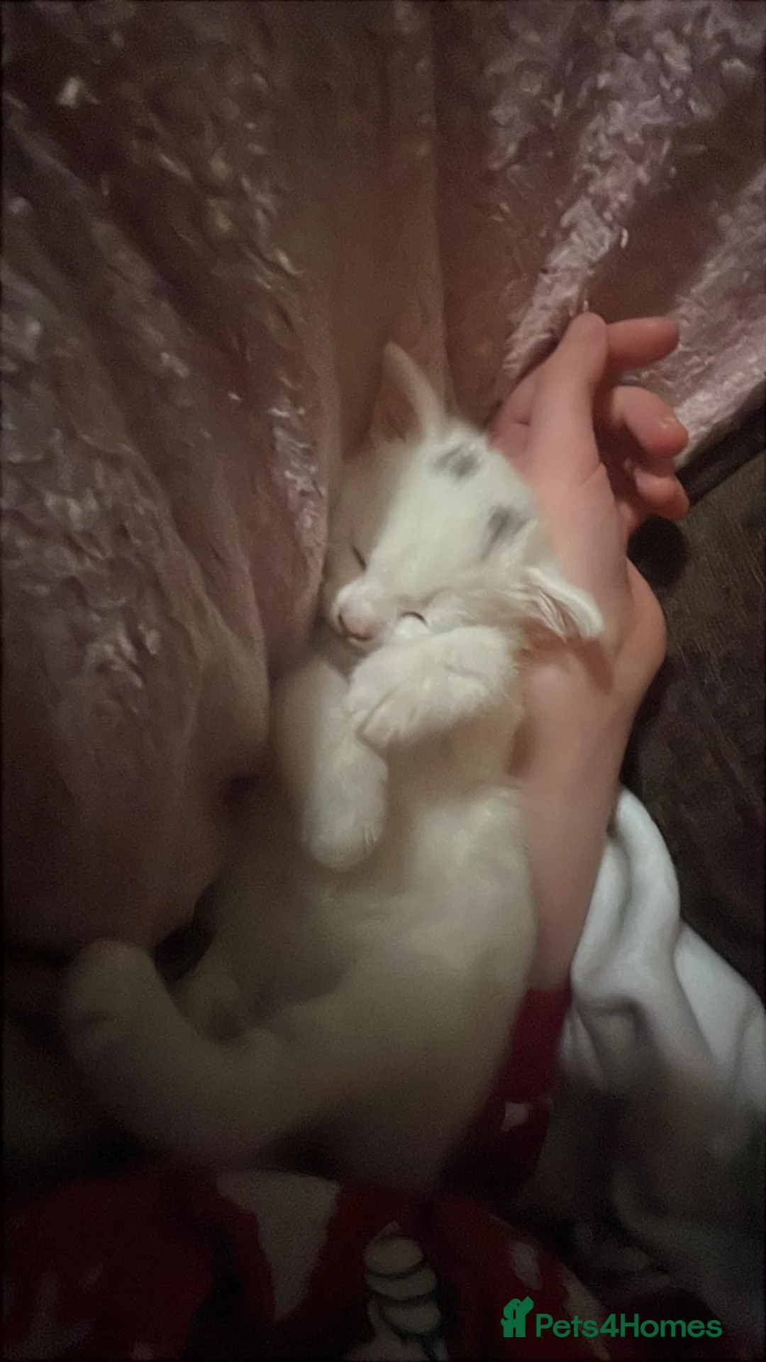 British Shorthair cats for sale: Female kitten  - Advert 6