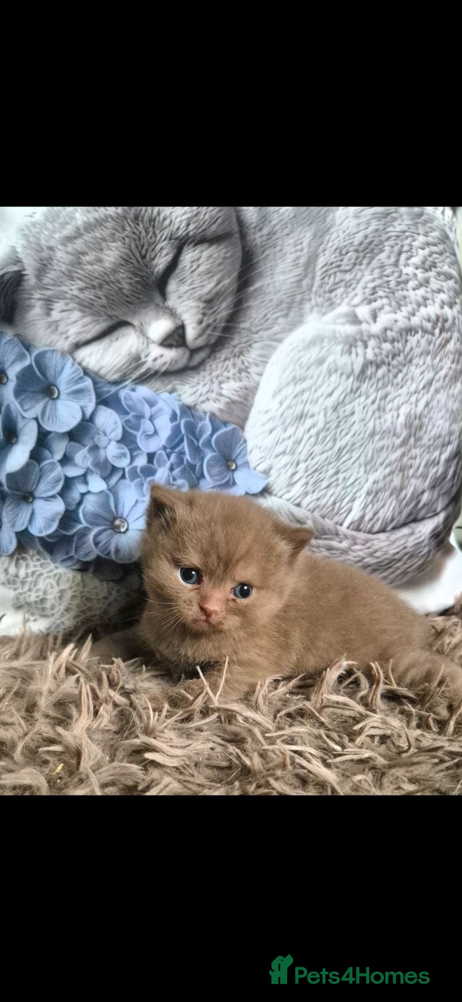 British Shorthair cats ** Beautiful TICA Registered kittens ** - Advert 1