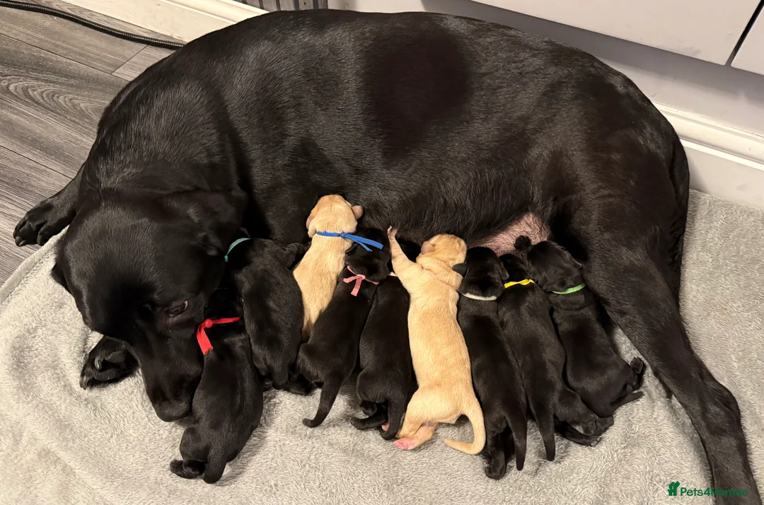 Labrador Retriever dogs for sale: KC Registered Labrador Puppies – Ready 14th March - Advert 5