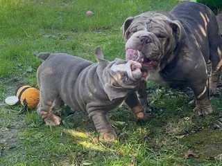 English Bulldog dogs KC registered Puppies - Advert 10