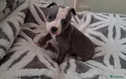 Staffordshire Bull Terrier dogs for sale: Staffordshire Puppies - Image 1