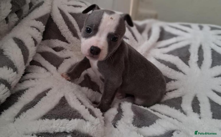 Staffordshire Bull Terrier dogs - Advert 1