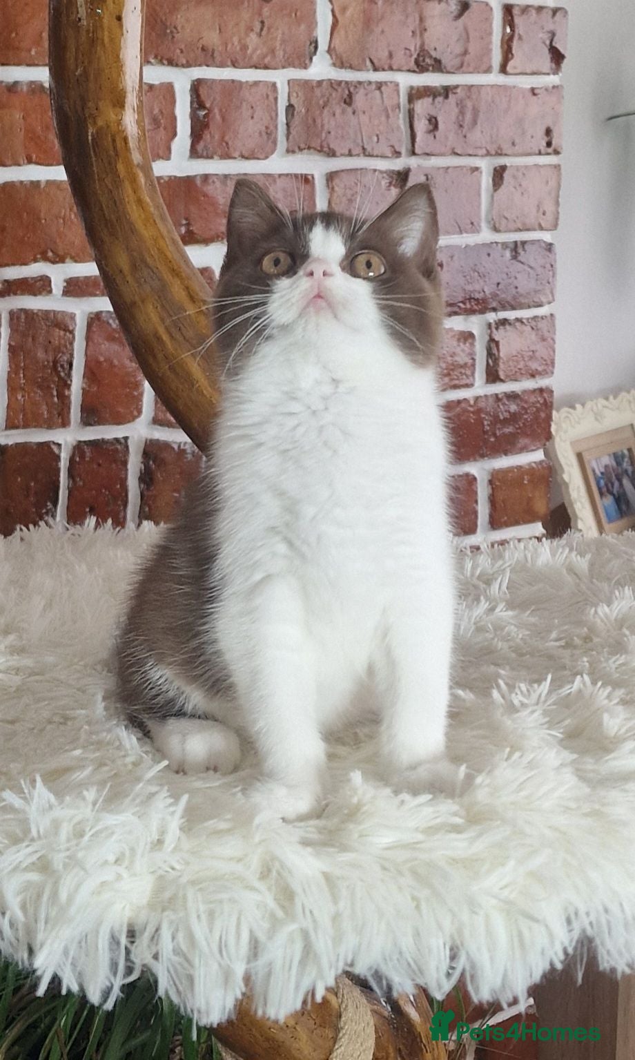 British Shorthair cats Tica Reg British Shorthair kittens Champion Lines - Advert 2