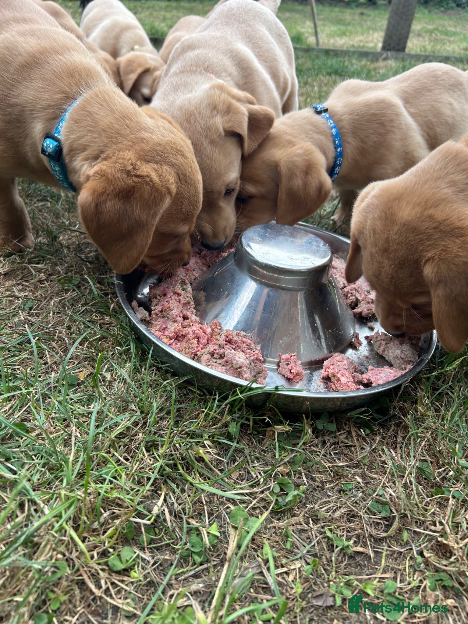 Labrador Retriever dogs KC yellow Labradors (Fox red) viewing this weekend - Advert 2
