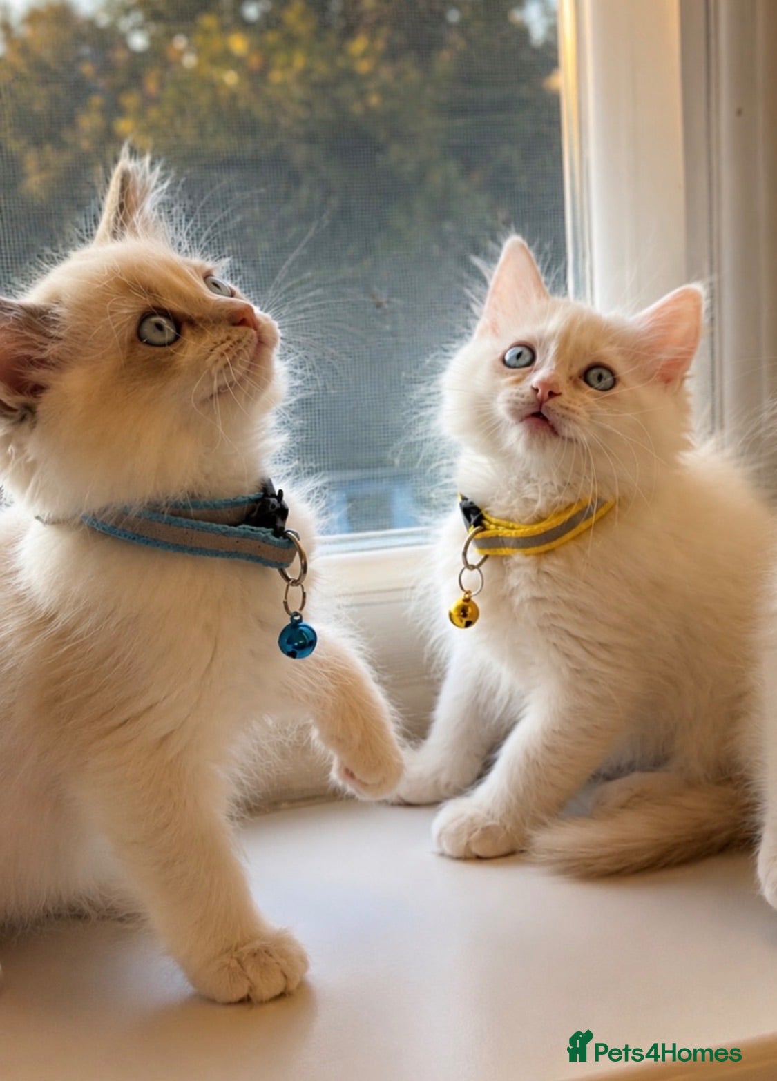 Ragdoll cats The Last two Adorable Blue-Eyed Ragdoll Kittens - Advert 2