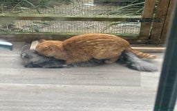 British Shorthair cats for stud: TICA REG CINNAMON UNDER RED STUD  - Advert 8