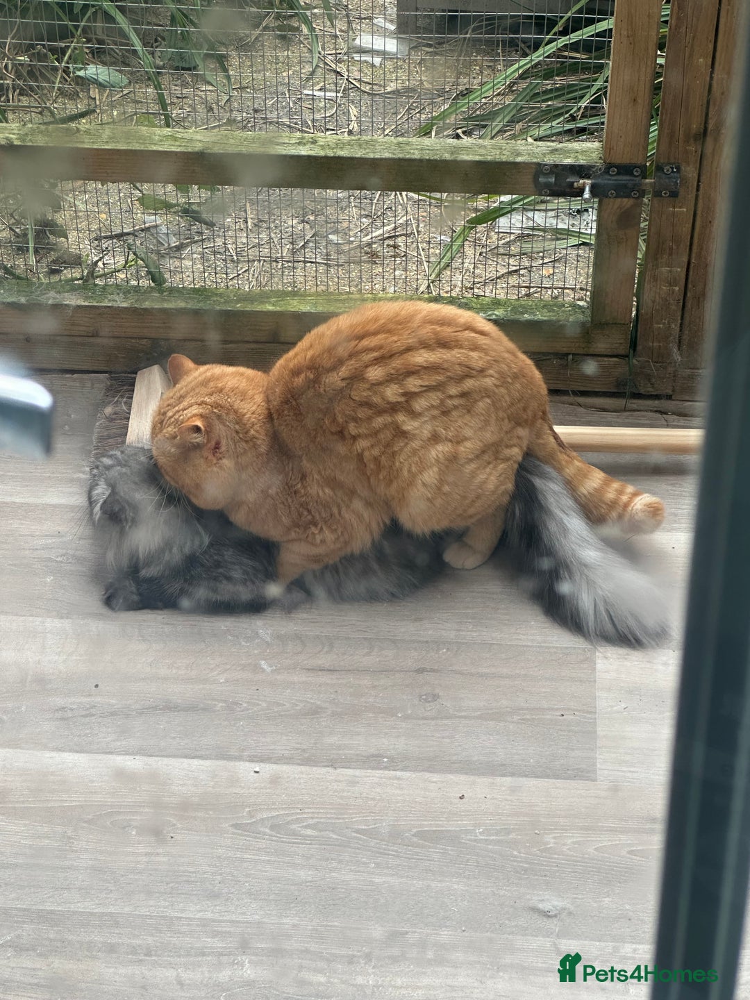 British Shorthair cats for stud: TICA REG CINNAMON UNDER RED STUD  - Advert 8