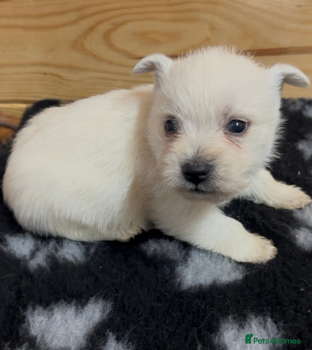 West Highland Terrier dogs for sale: Beautiful west highland terrier puppies for sale  - Image 4