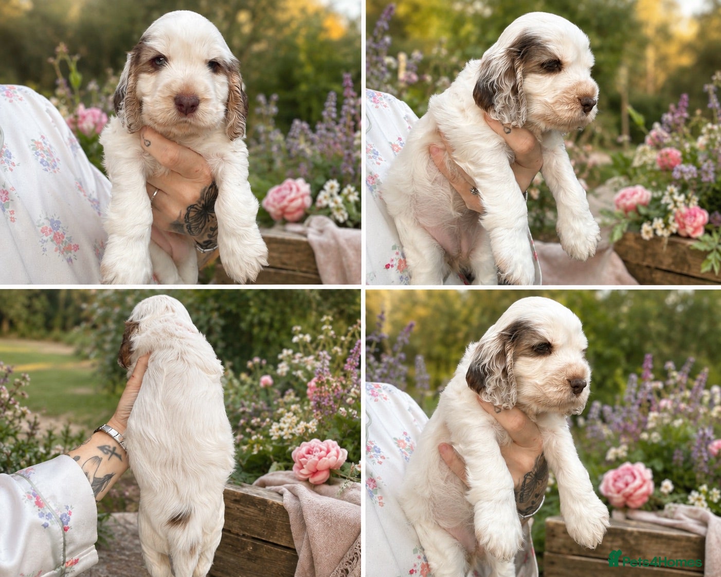 Cocker Spaniel dogs  🤎Exceptional DNA clear show Cocker Spaniels🤎 - Advert 18