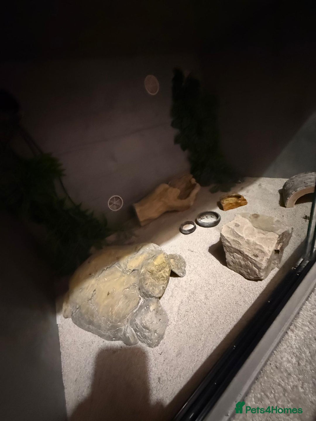 Gecko reptiles for sale: Albino Leopard Gecko for Sale incl full enclosure - Advert 7