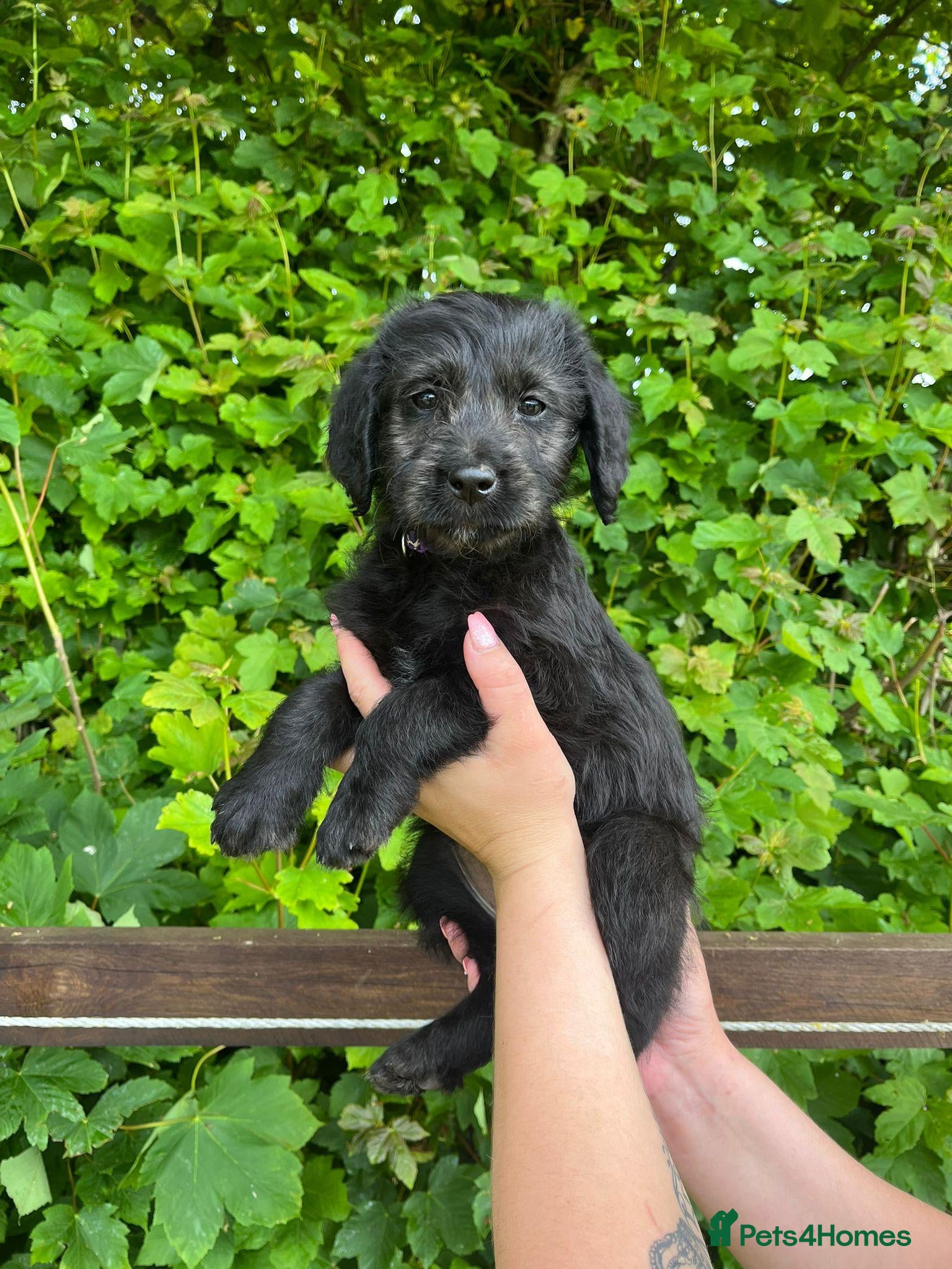 Labradoodle dogs Stunning Standard labradoodles f1   - Advert 6