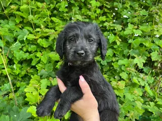 Labradoodle dogs Stunning Standard labradoodles f1 - Advert 6