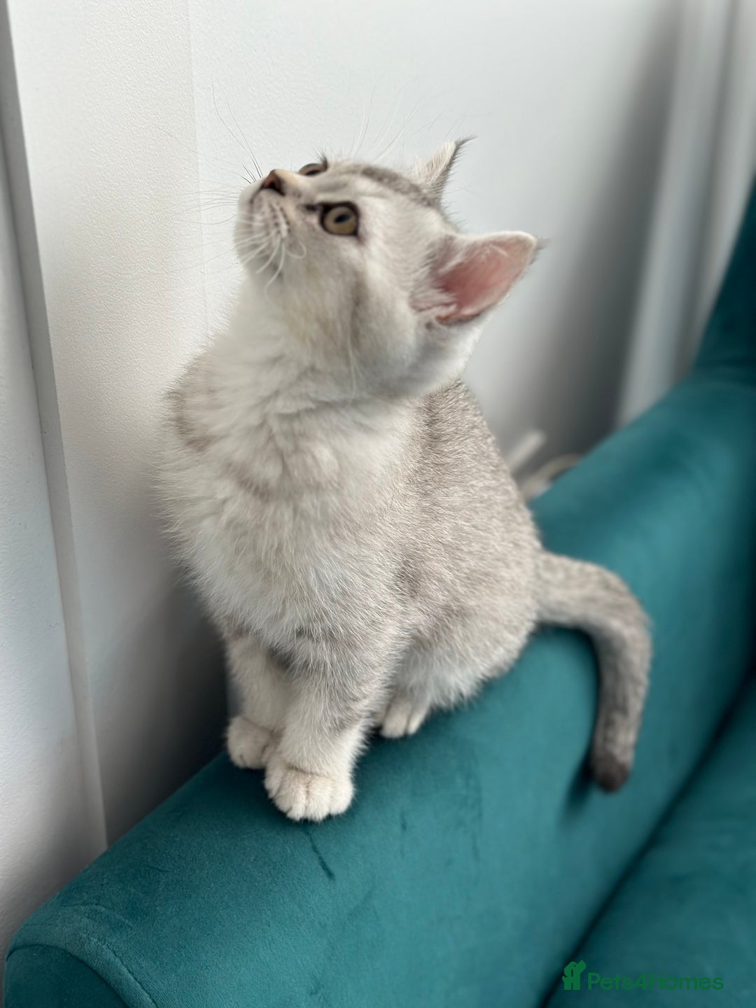 British Shorthair cats for sale: 😻Beautiful BSH Active GCF Kittens🌈 Ready Now! - Image 20