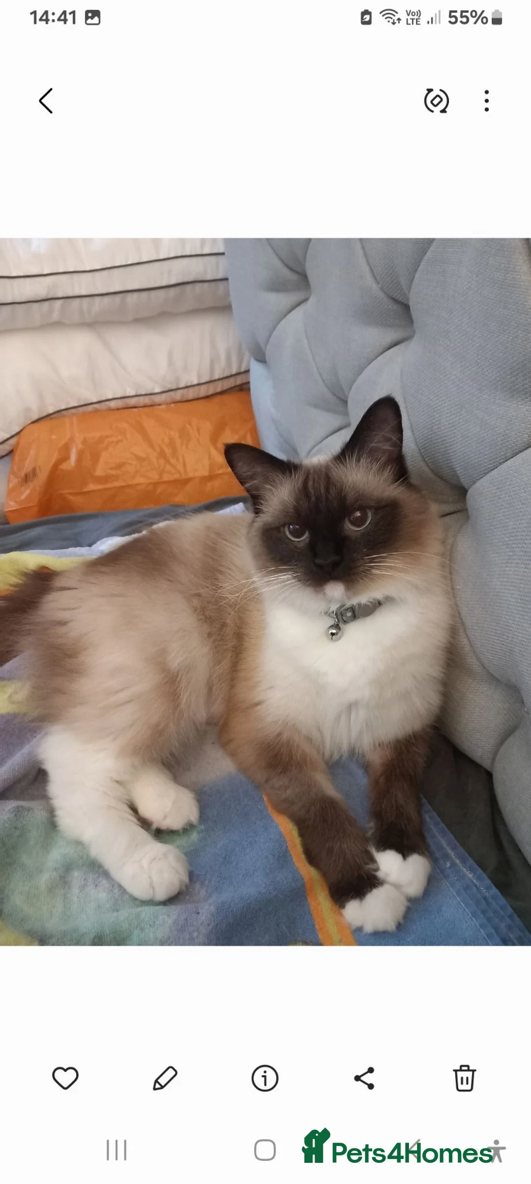 Ragdoll cats for sale: Female ragdoll  - Advert 13
