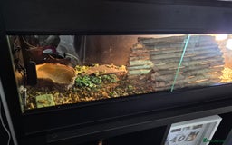 Tortoise reptiles for sale: Horsefield Tortoise - Image 4