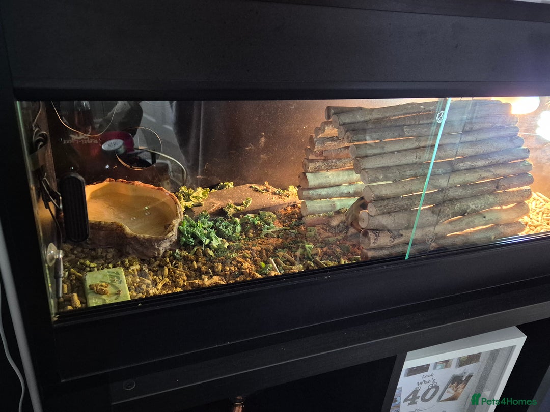 Tortoise reptiles for sale: Horsefield Tortoise - Image 4