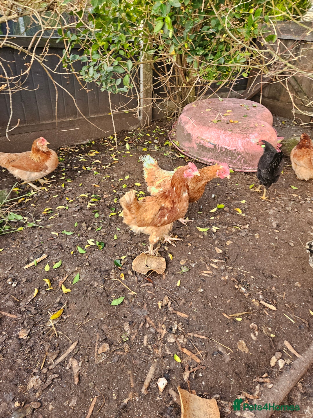 Chickens poultry for sale: 11 hens 1 cockrel  - Advert 24