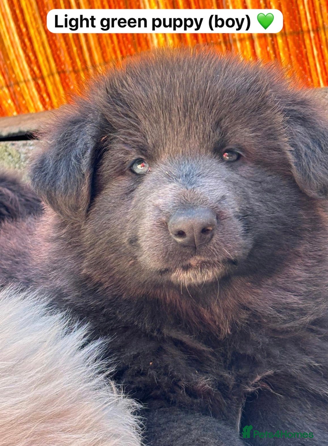 German Shepherd dogs 💙Big Blue Fluffy GSD Pups💙KC Reg*Available* - Advert 1