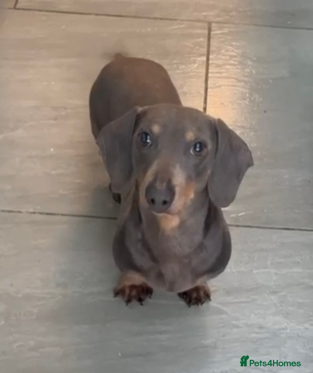 Miniature Dachshund dogs for sale: Beutiful mini dachshund pups  - Advert 9