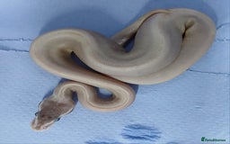 Python Snake reptiles for sale: Royal Python Morphs Males - Image 14
