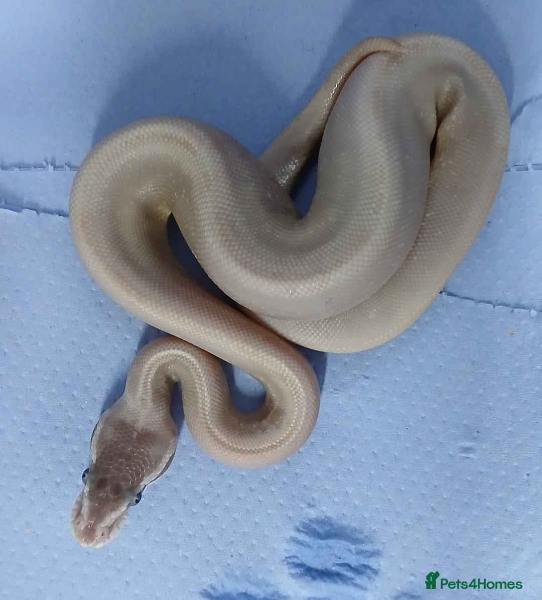 Python Snake reptiles for sale: Royal Python Morphs Males - Image 14