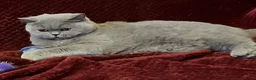 British Shorthair cats for sale: 🏆 Beautiful GCCF BSH Grace Retired Queen (Blue)🐈 - Advert 6