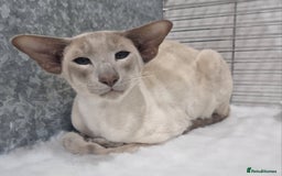 Siamese cats for stud: Available at Open Stud in Bacup - Image 1
