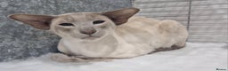 Siamese cats for stud: Available at Open Stud in Bacup - Advert 1